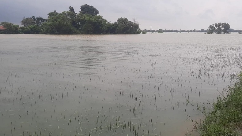 8.865,20 Hektare di Kabupaten Karawang Puso, Didominasi akibat Banjir