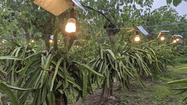 Inovasi Pertanian, Buah Naga Disinari Lampu untuk Tingkatkan Panen, Hasilnya Mengejutkan