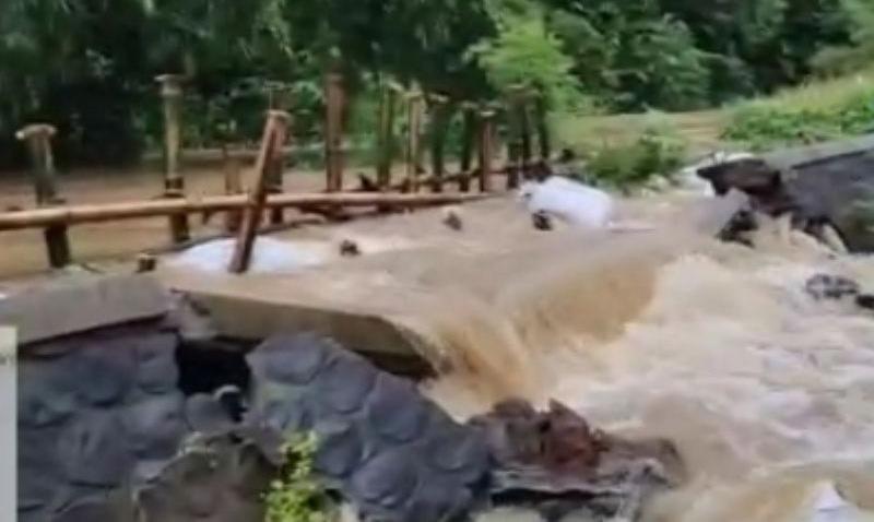 Tanggul Sungai Piji dan Dawe Kudus Jebol, Ratusan Rumah dan Puluhan Hektare Sawah Terendam