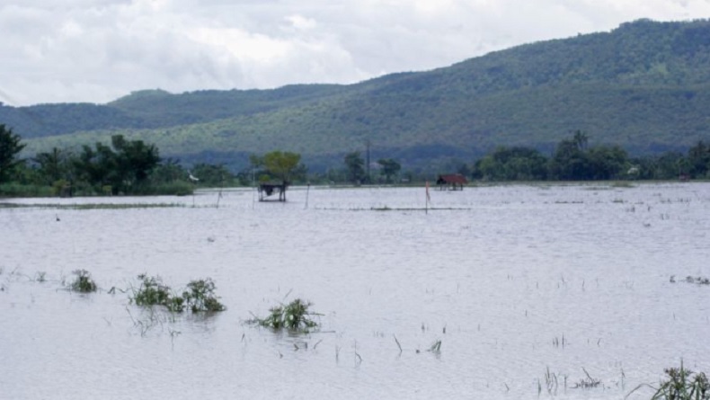 Puluhan Hektare Pertanian Situbondo Terendam Banjir, Terancam Gagal Panen