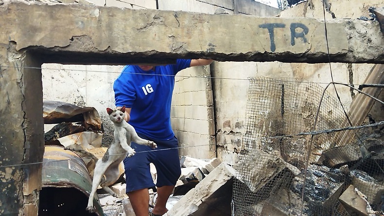 Ajaib, Kucing Ditemukan Selamat di Permukiman Hangus akibat Kebakaran Depo Pertamina Plumpang