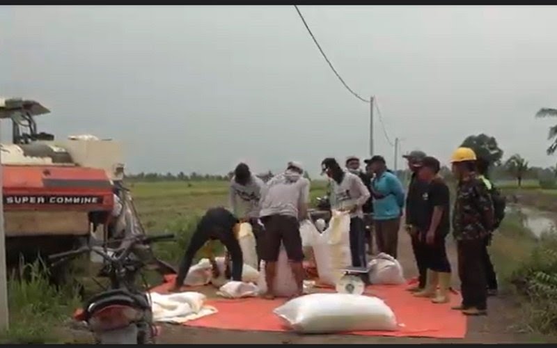 Daerah Penghasil Padi Terbesar di Sumsel, Juaranya Penyangga Palembang