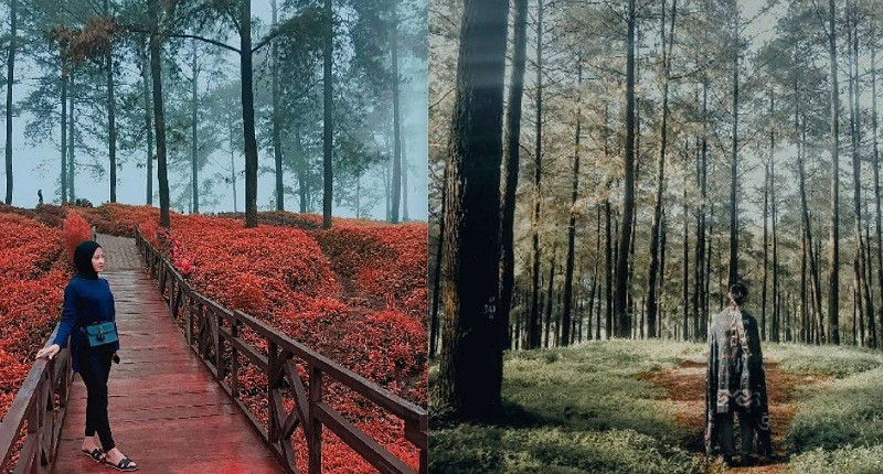 Unik, Hutan Limpakuwus di Banyumas seperti Negeri Narnia, Dunia Dongeng Hutan Belantara 