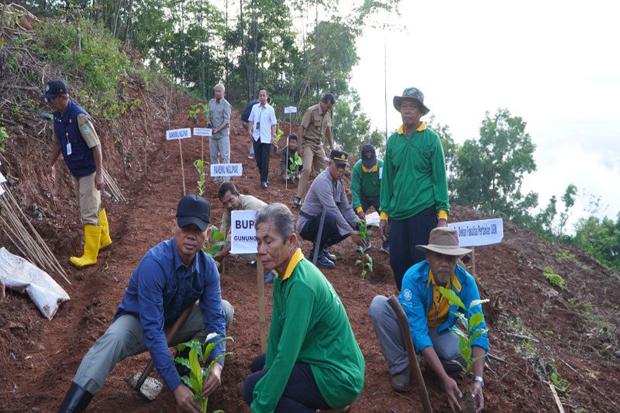 Gunungkidul Kembangkan Perkebunan Kopi Seluas 5,6 Hektare di Bawah Embung Sriten