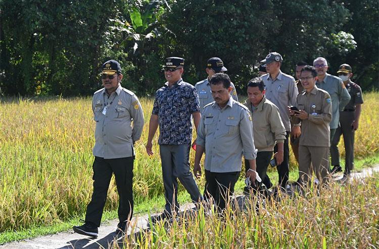 Mentan: El Nino Berpotensi Kurangi Produksi Beras 1,2 Juta Ton 