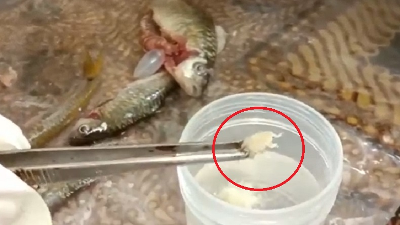 Viral Temuan Binatang Aneh dalam Perut Ikan di Madina, Kondisi Sungai Bakal Dicek Petugas 