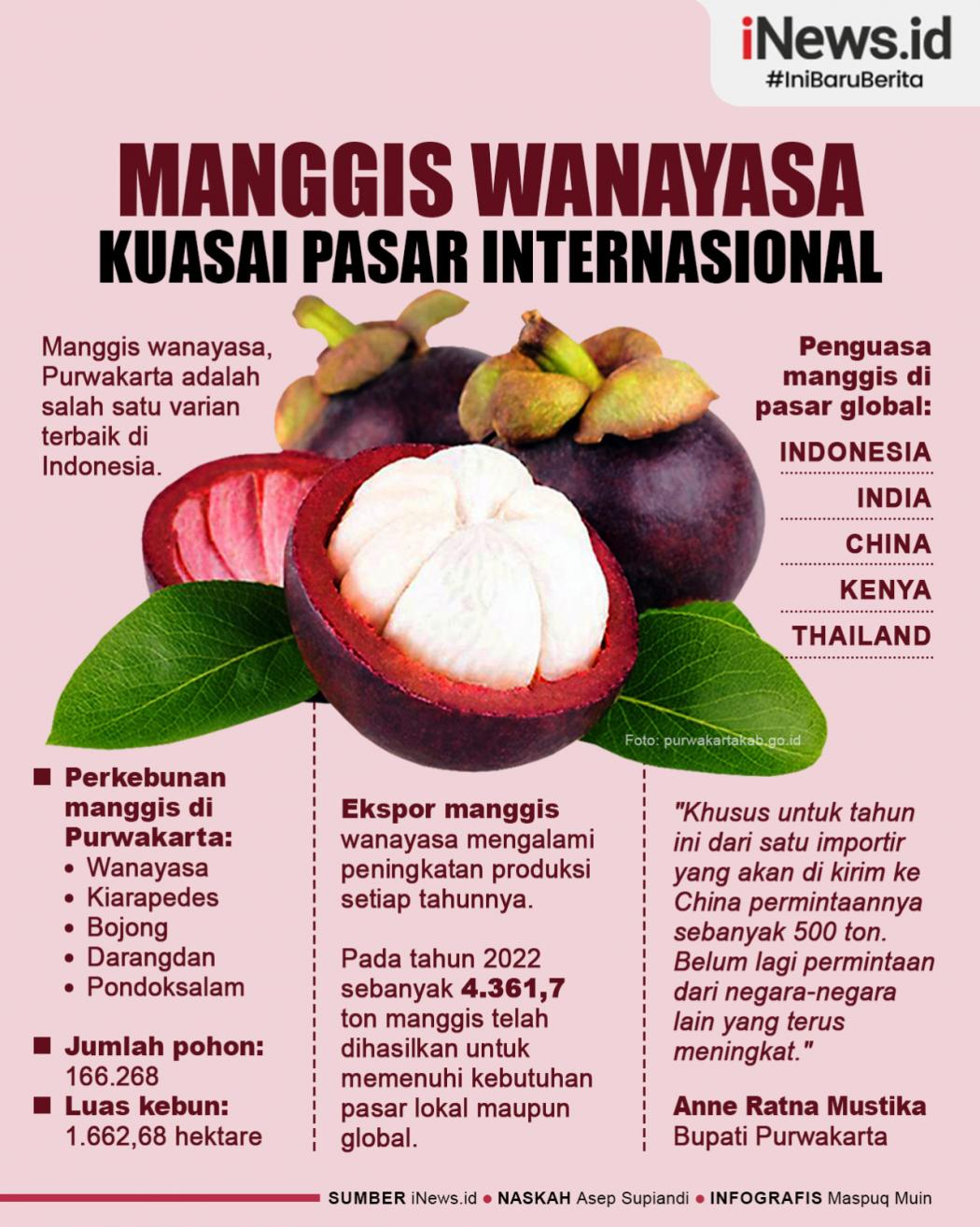 Infografis Manggis Wanayasa Purwakarta Kuasai Pasar Internasional