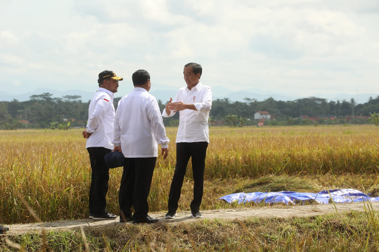 Mentan SYL Dampingi Presiden Memulai Panen Raya Nusantara dari Kebumen