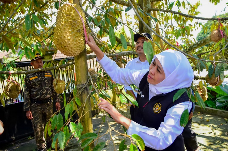 Gubernur Khofifah Puji Inovasi Holtikultura Pemuda Kabupaten Ngawi