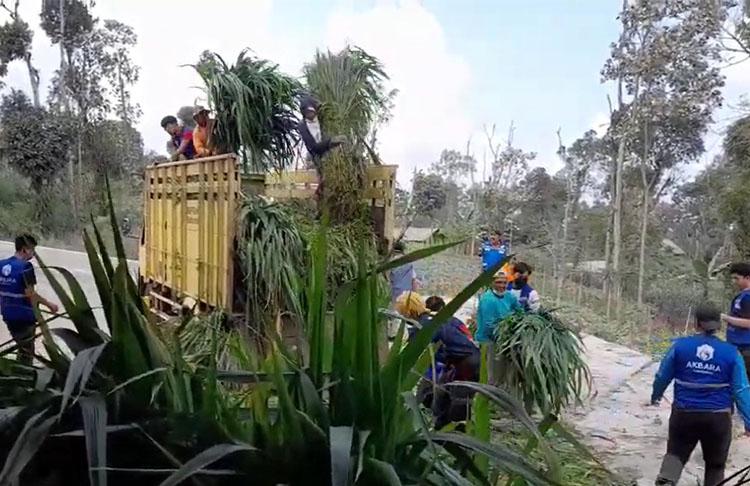 Kementerian Pertanian Distribusikan Pakan bagi Peternak Terdampak Erupsi Gunung Merapi