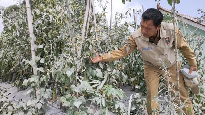 Erupsi Merapi, Ratusan Hektare Tanaman Pertanian di Boyolali Terdampak Abu Vulkanis 