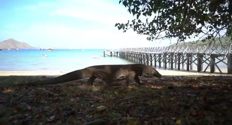 Mengenal Taman Nasional Loh Liang, Tempat Tinggal Komodo dengan Pemandangan Luar Biasa!