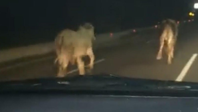 Truk Angkut Hewan Terbalik di Tol Arah Bandara Soetta, 2 Ekor Sapi Lepas 