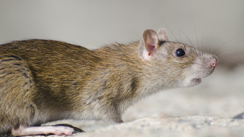 Kasus Leptospirosis di Kulonprogo Melonjak, 6 Pasien Meninggal