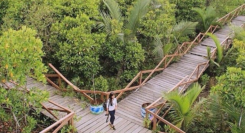 Menyusuri Sungai Bakau di Nusakambangan, Mangrove Terlengkap dengan Flora dan Fauna Eksotis 