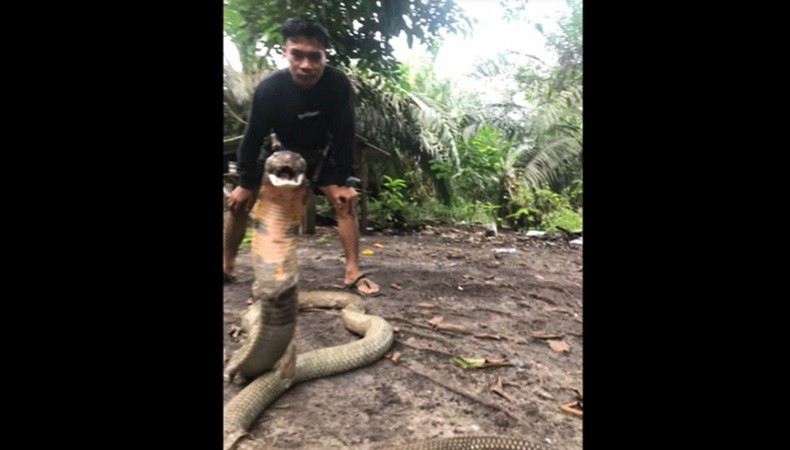 Ngeri, King Cobra 4 Meter Masuk Rumah di Kotawaringin Barat, Evakuasi Dramatis