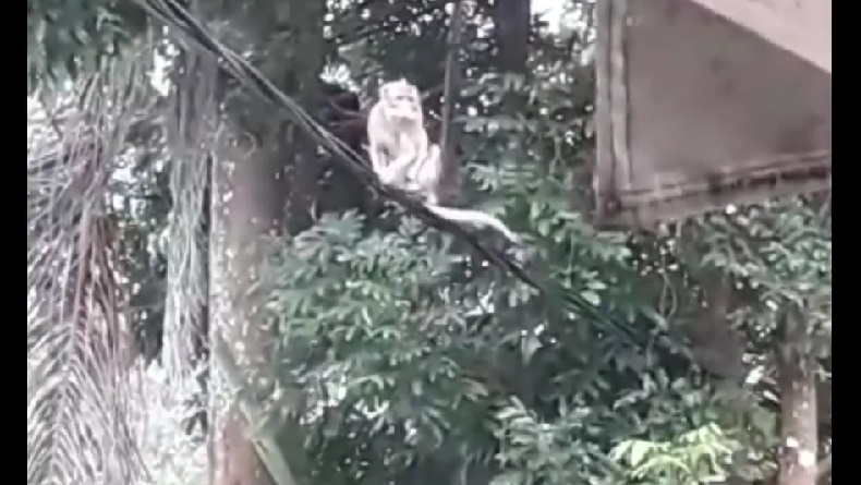 Monyet Liar Teror Puskesmas Sindang Majalengka, Nakes dan Pasien Ketakutan