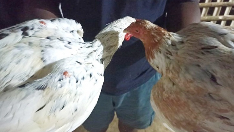 Pedagang Ayam Kampung Musiman Bermunculan di Gorontalo jelang Ramadhan