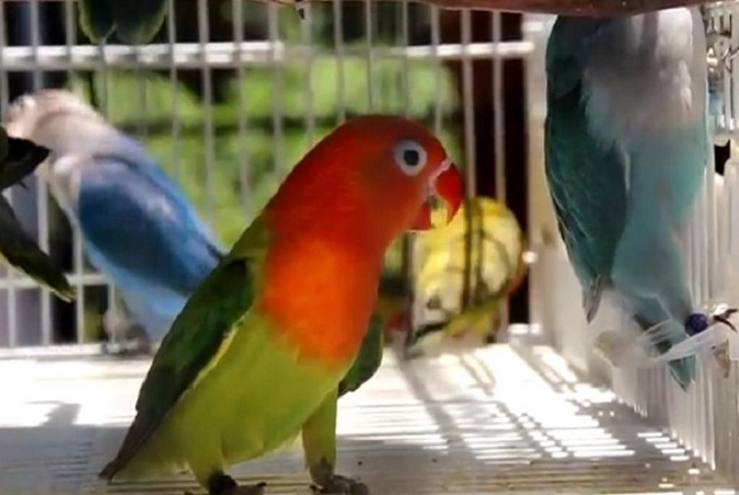 Kisah Sukses Peternak Love Bird, Mulai Bisnis Sejak SMA