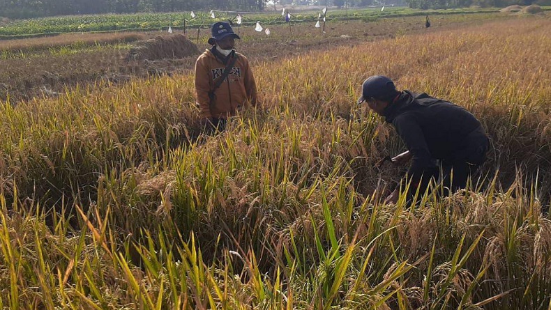 Petani Purwakarta Surplus Beras, Rasakan Manfaat Program Pertanian dari Kementan