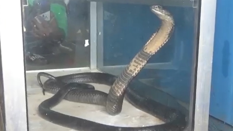 Heboh, Kobra Hitam Masuk Rumah Warga Sembunyi di Bawah Ayunan Bayi