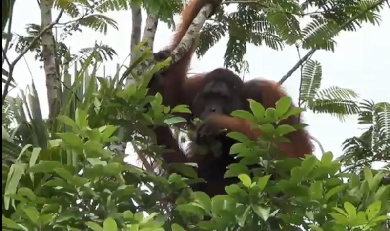 Orang Utan Berukuran Besar Masuk ke Permukiman Warga di Palangka Raya