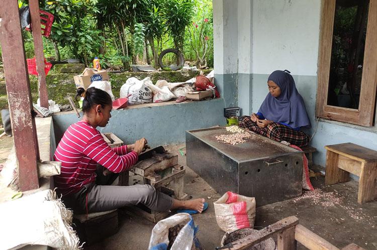 Diburu Konsumen, Harga Kacang Mete Gunungkidul Meningkat Jelang Lebaran