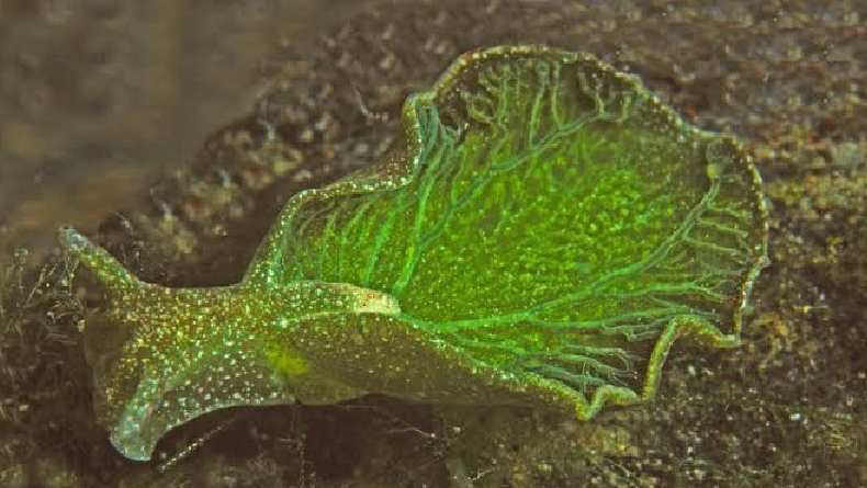 Mengenal Elysia Cholorotica, Hewan Unik yang Mampu Berfotosintesis