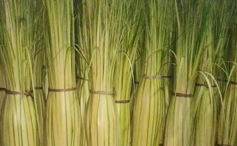  Jelang Lebaran, Penjual Janur di Salatiga Kewalahan Penuhi Permintaan Konsumen