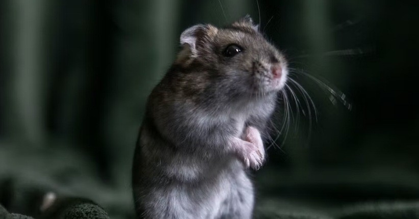 Ilmuwan Berhasil Ubah Genom Mikroba dan Bakteri Tikus untuk Lawan Kanker 