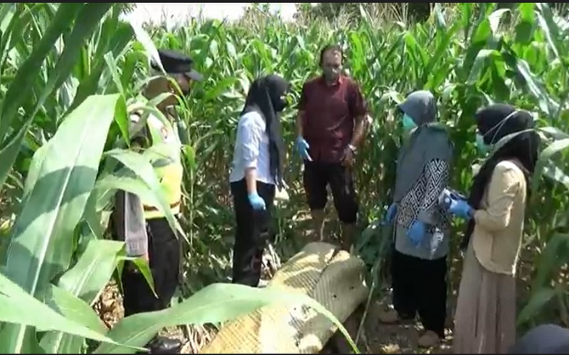 Usai Ribut dengan Istri, Pria di Tuban Tewas Tergeletak di Ladang Jagung 