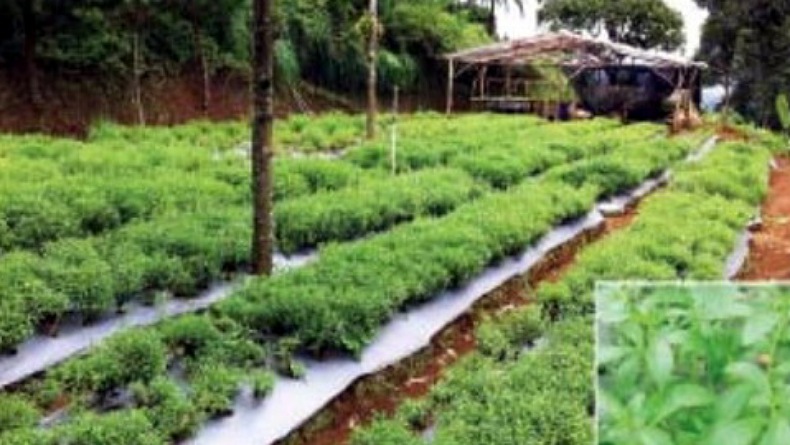 Sulut Ekspor Bunga Stevia ke Korsel Senilai 12.980 Dolar AS