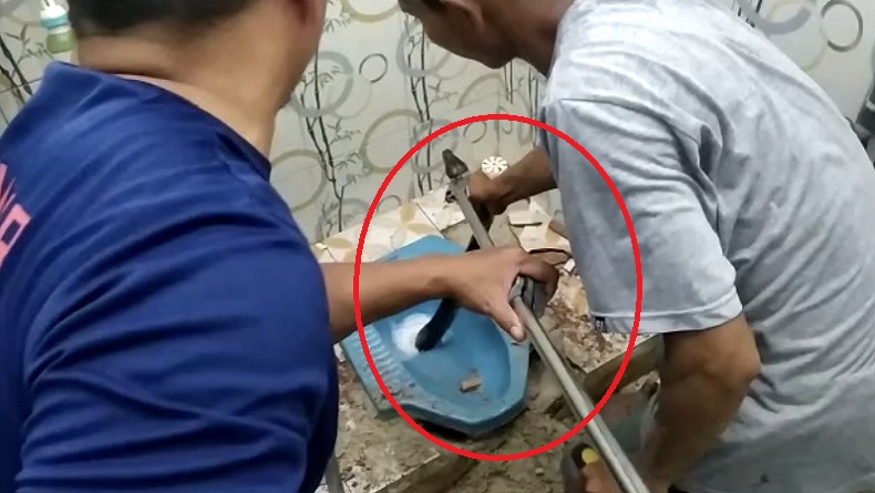 Ular Piton Nongol dari Lubang Kloset, Pemilik Rumah Ketakutan