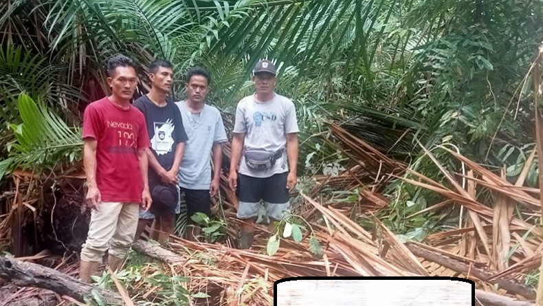 Mentawai Geger, Mayat Pria Ditemukan di Ladang Sagu Ditutupi Dedaunan Kering