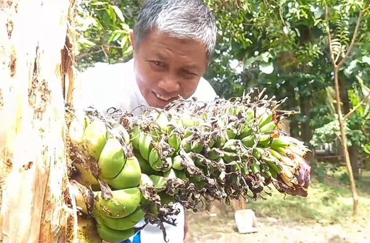 Pohon Pisang Unik di Gunungkidul, Tandan Buah Muncul dari Tengah Batang