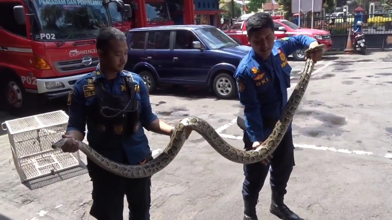 Dramatis Evakuasi Ular Sanca 3 Meter yang Berkeliaran di Kampus Jalan Jakarta Bandung 