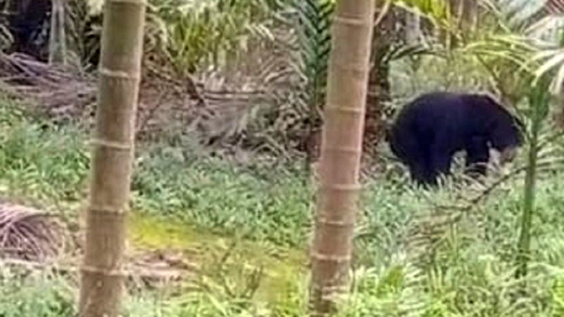 Tangkap Beruang Madu yang Masuk Permukiman Warga, BKSDA Jambi Lakukan Pemetaan