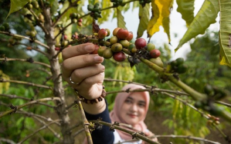 Daerah Penghasil Kopi Terbesar di Sumsel, Nomor 5 Kota Wisata