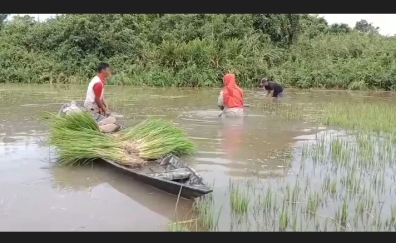 Ratusan Hektare Sawah Terendam Banjir, Petani di Ogan Ilir Menjerit