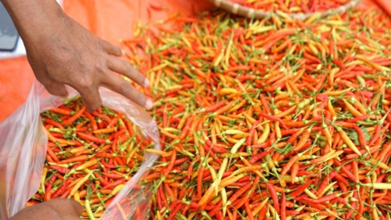 Harga Cabai Makin Pedas, Partai Perindo Minta Pemerintah Atur Tata Niaga dan Perbanyak Stok