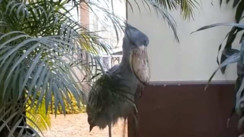 Shoebill Stork, Burung yang Mempunyai Suara seperti AK47