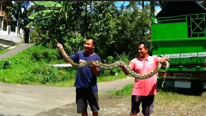 Menegangkan, Warga Banjarnegara Tangkap Ular Piton 4 Meter Pemangsa Puluhan Ayam