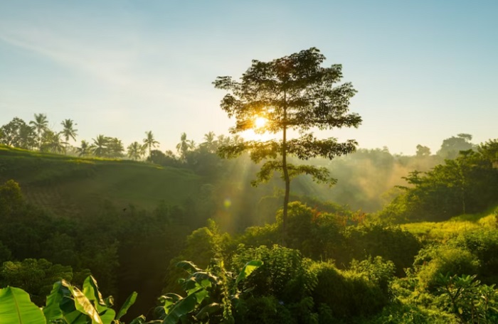 10 Langkah Jaga Kelestarian Hutan agar Tetap Asri, Jangan Asal Tebang