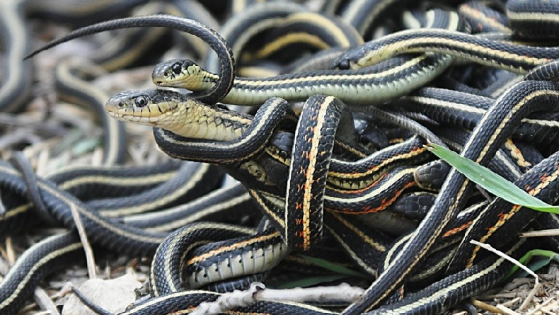 Snake Island: Pulau yang Dihuni Ribuan Ular Paling Mematikan di Dunia