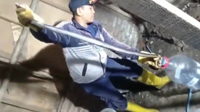Ngeri, Sepasang Ular Kobra Bersarang di Rumah Warga Citemu Cirebon, 1 Dievakuasi 1 Kabur