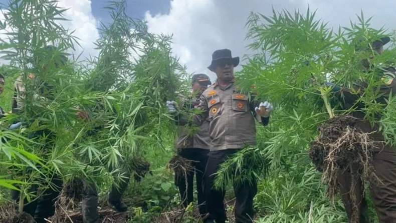 Polresta Banda Aceh Temukan Lahan Ganja Seluas 0,5 Hektare di Aceh Besar