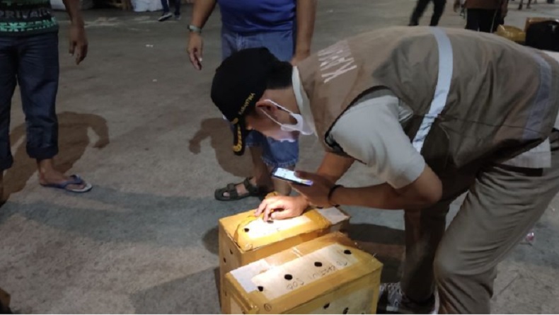 Penyelundupan Unggas Digagalkan di Pelabuhan Laut Jayapura, Ayam hingga Burung Kenari