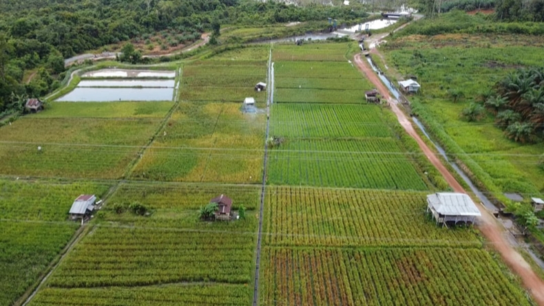 Jumlah Produksi Padi Ladang di Bangka Barat Meningkat dalam 2 Tahun Terakhir