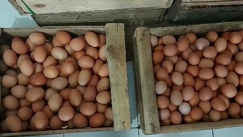 Pedagang: Harga Telur Sudah Turun tapi Belum Normal