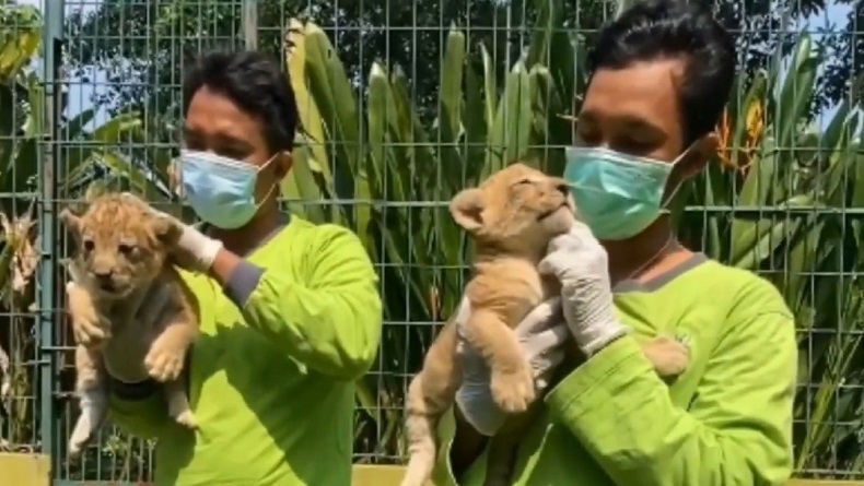 2 Bayi Singa Afrika Jantan-Betina Lahir di Kebun Binatang Surabaya, Diberi Nama Bima dan Dona 
